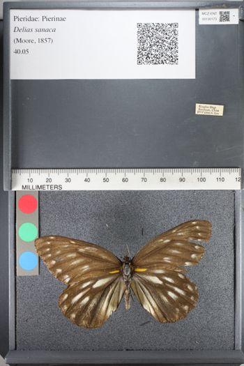 Media type: image;   Entomology 130173